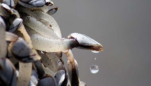 Close-up of a log covered in marine organisms with long tentacles and shells, with a droplet of water falling.