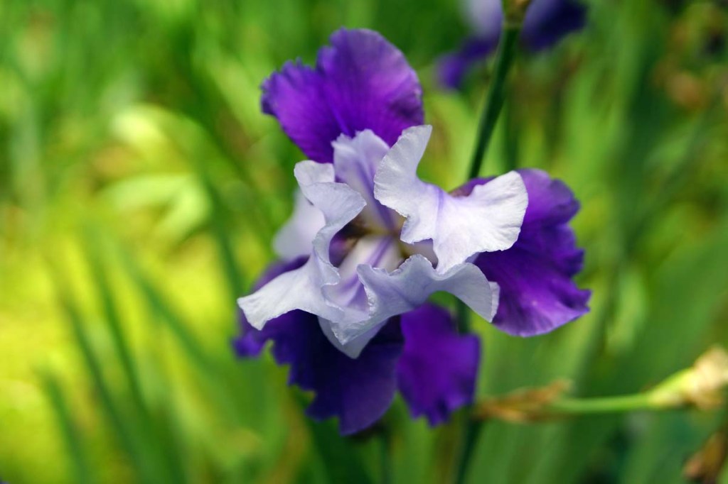 Iris in the Botanic&nbsp;Gardens