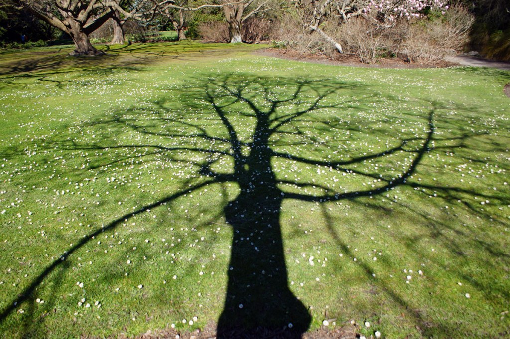 Tree Shadow