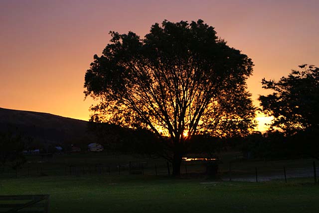 Tree at Sunset