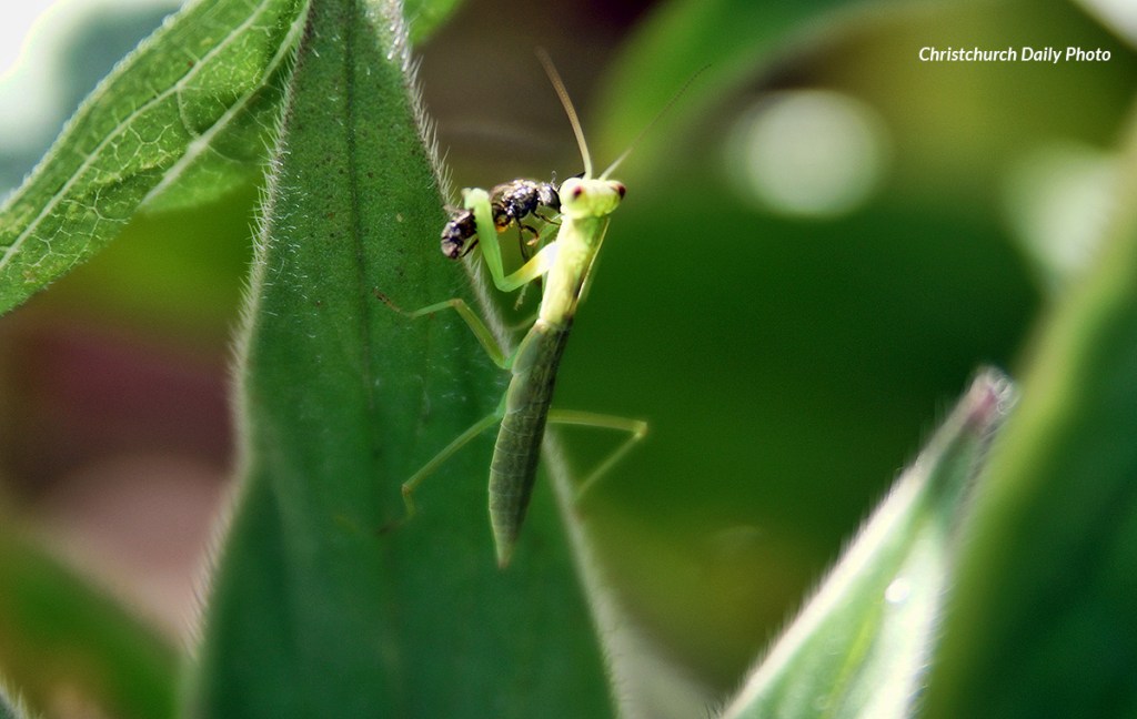 Of Insects and&nbsp;Birds
