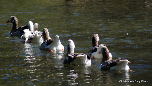 Geese at the&nbsp;Groynes