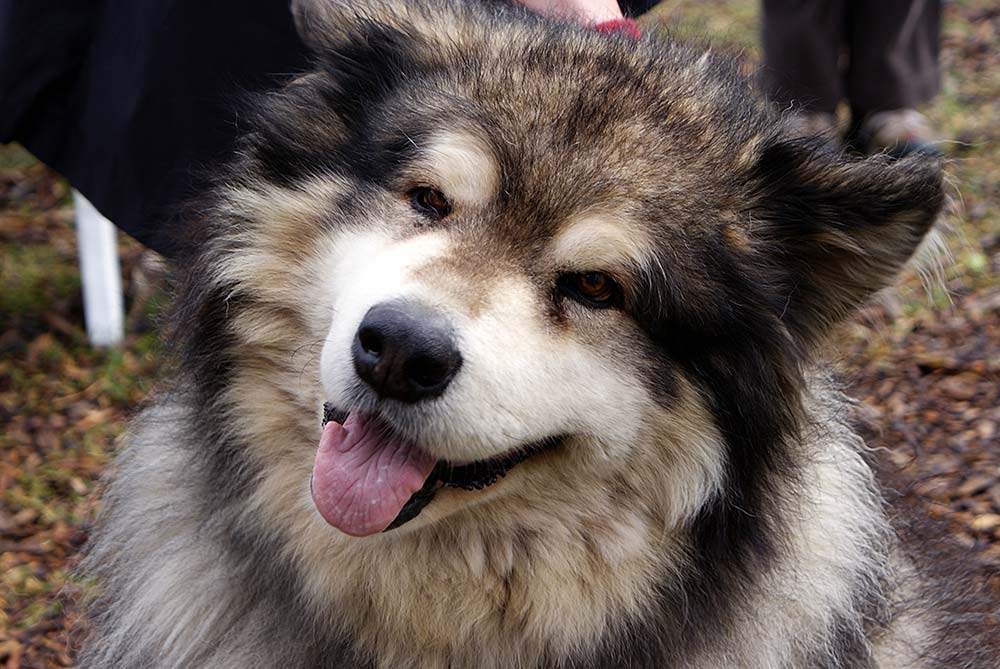 Buck the Alaskan&nbsp;Malamute