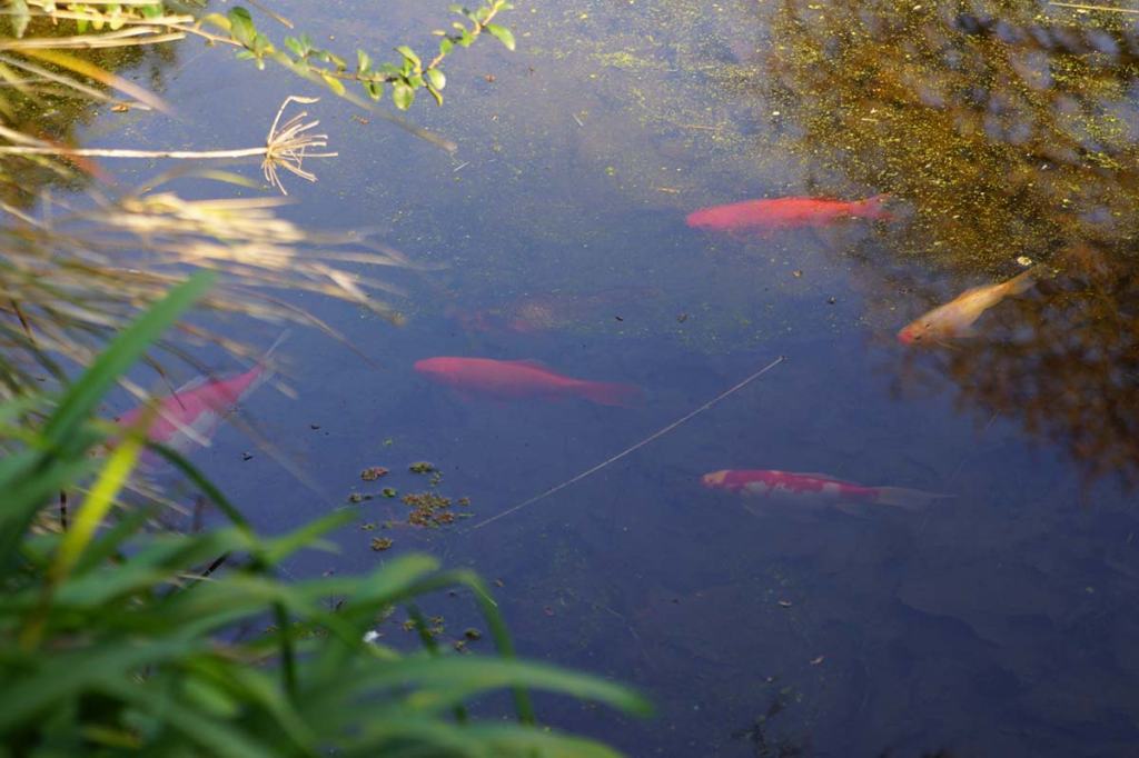 Goldfish in Local&nbsp;Pond