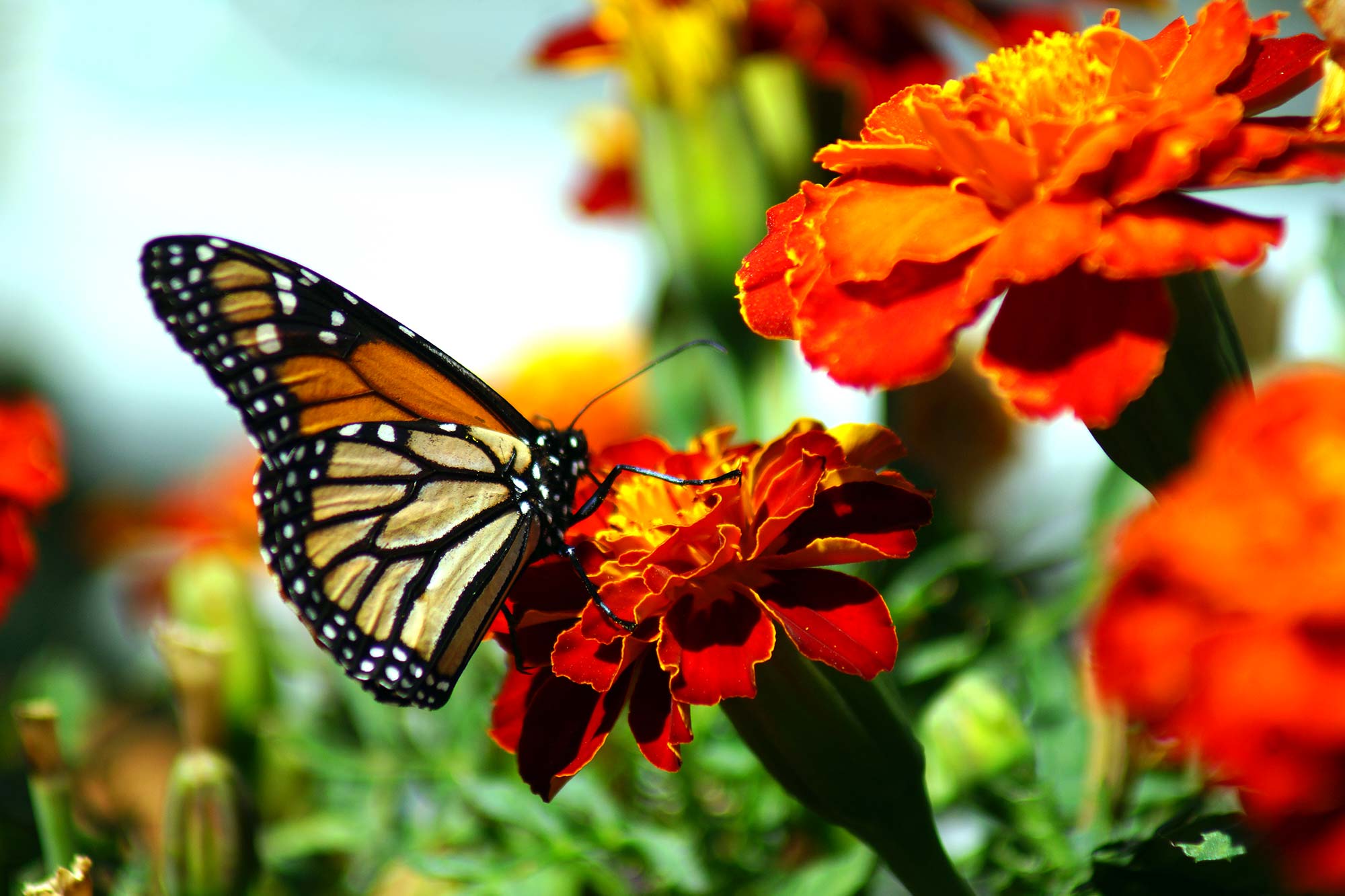 A monarch butterfly resting on vibrant orange marigold flowers in a sunny garden setting.