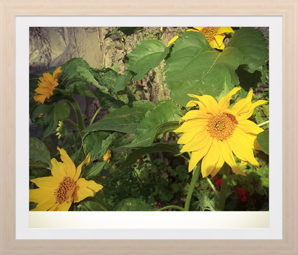 Late Sunflowers