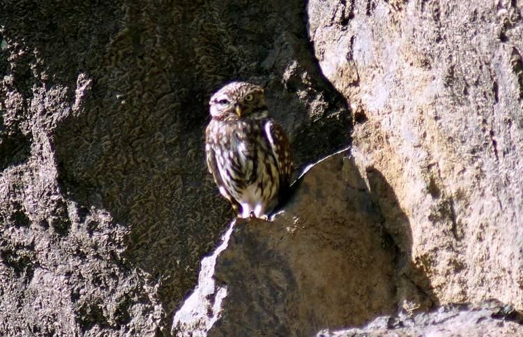 A Little Owl perched on a rocky cliff, blending in with the surrounding texture and colors.