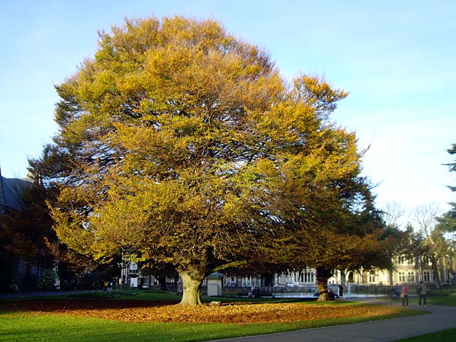 Tree in Botanic&nbsp;Gardens