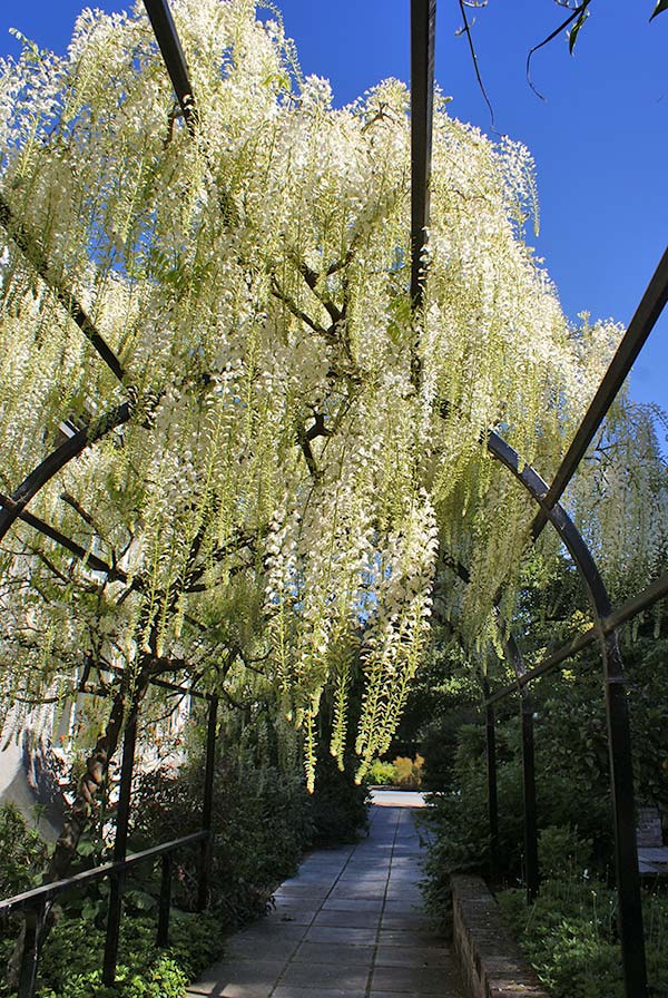 White Wisteria Tree at the Botanic&nbsp;Gardens