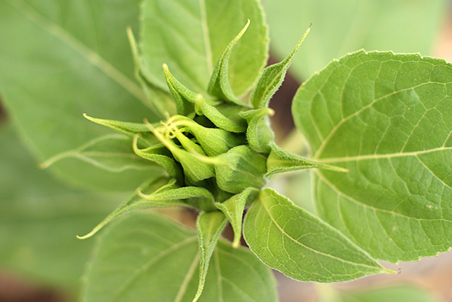 sunflower-bud