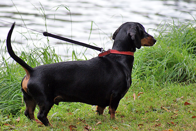 Dachshund The Sausage&nbsp;Dog!