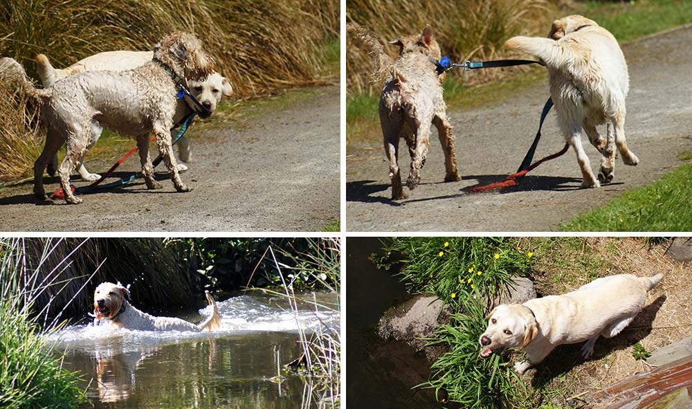 Erica Reserve pond is a big hit with local&nbsp;dogs!