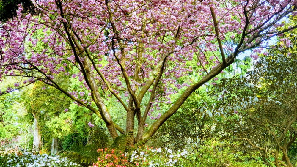 A vibrant cherry blossom tree in full bloom with pink flowers, surrounded by lush greenery in Ilam Gardens near Canterbury University.