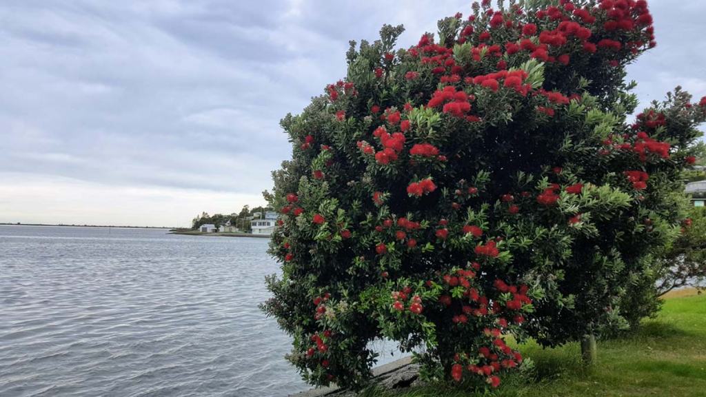 Pohutukawa tree on Tidal&nbsp;View
