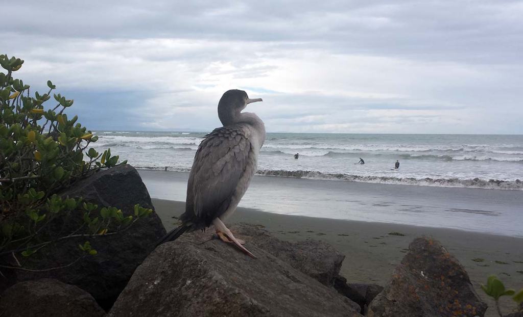 Shag on a Rock at Sumner&nbsp;Beach
