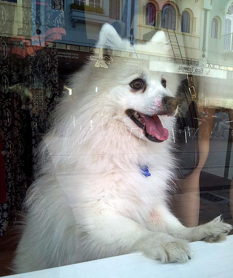 How much is that doggie in the&nbsp;window?