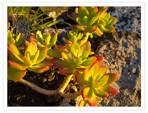 Plant in Rock Sunset at Sign of the&nbsp;Takahe