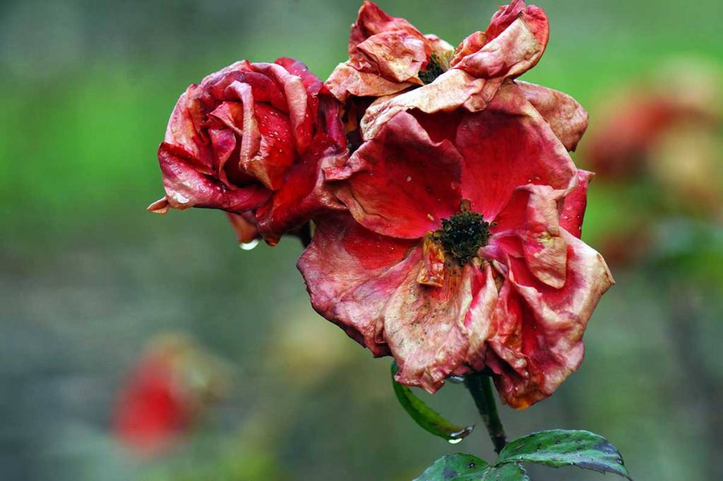 Old Rose in the Gardens – a fading&nbsp;beauty