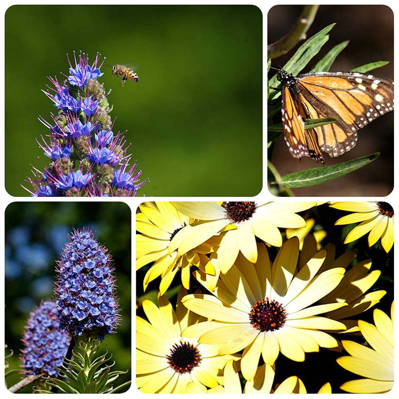 A very busy&nbsp;bee