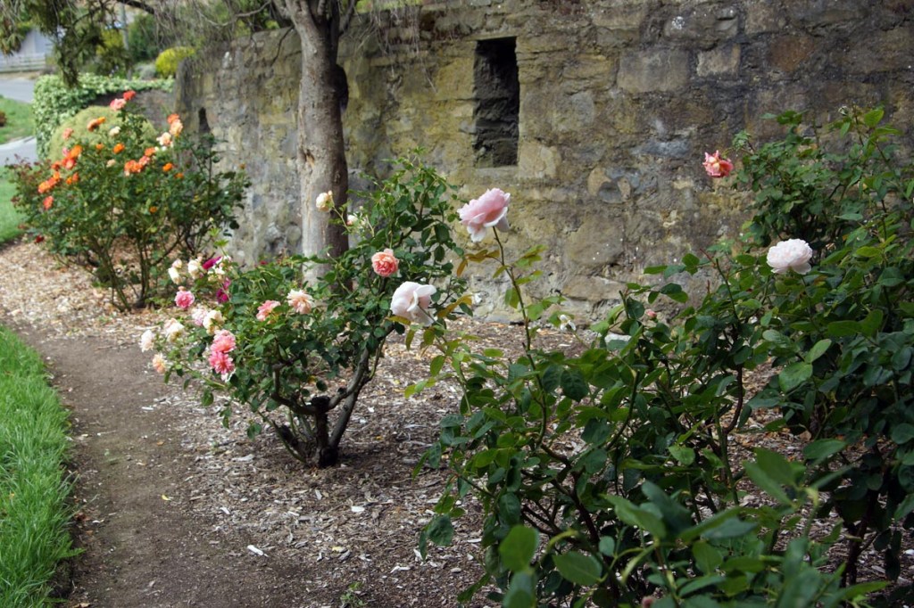 Rose Garden in Ferrymead&nbsp;Reserve