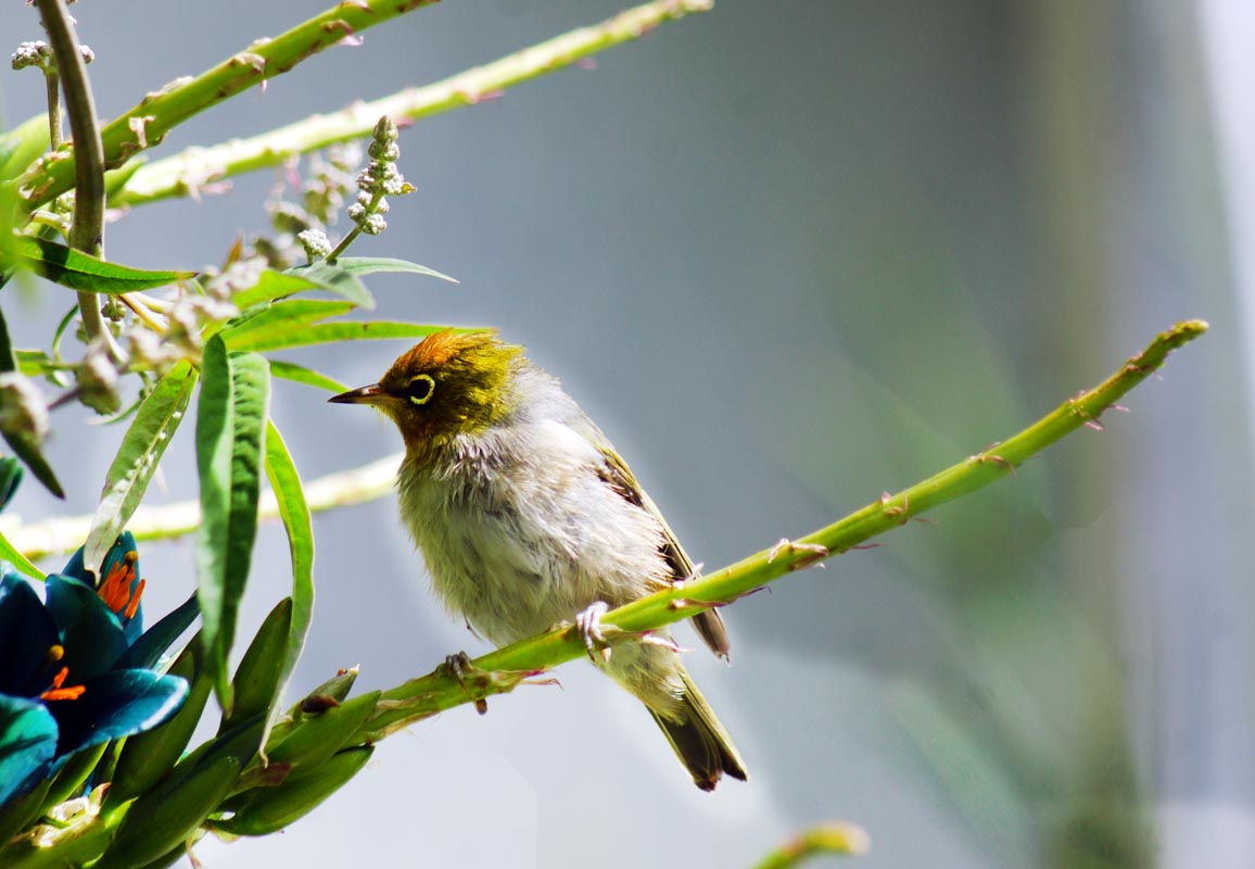 A close-up of a wax eye bird perched on a slender branch, surrounded by green leaves and vibrant flowers.
