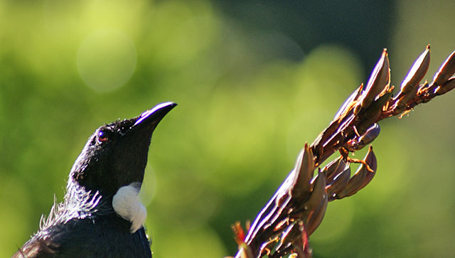 Tui