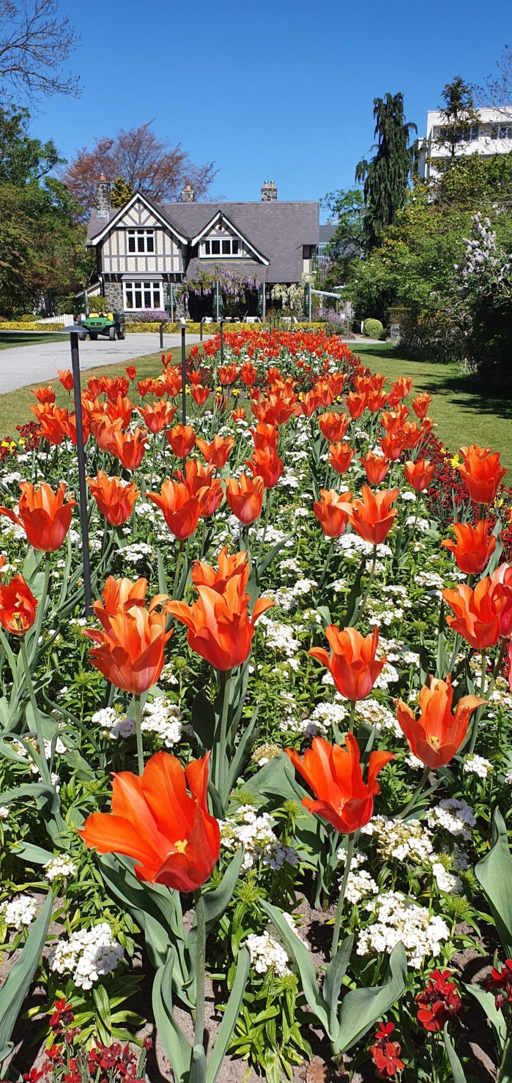 Tulip Bed in the Botanic&nbsp;Gardens