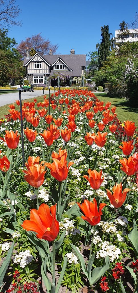 Tulip Bed in the Botanic&nbsp;Gardens