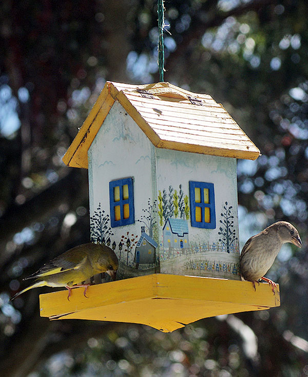 Greenfinch and Sparrow feeding at my Bird&nbsp;Feeder