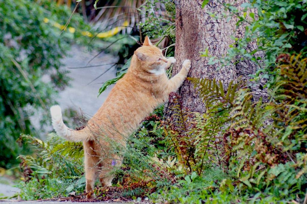 The Ginger Menace&nbsp;(s)