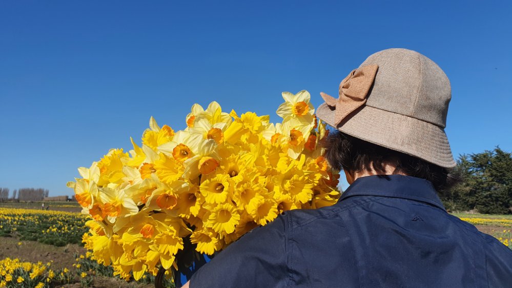Person holding a large bouquet of yellow daffodils against a clear blue sky at Hadstock Farm.