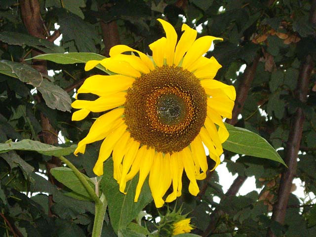 sunflower.jpg