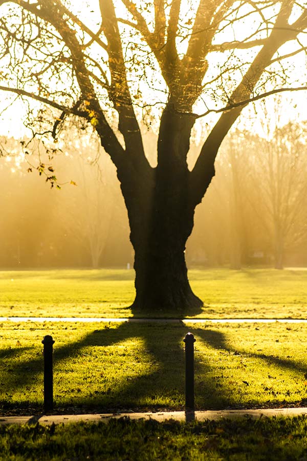 Silhouette of a large tree against the golden light of late afternoon in Hagley Park, with shadows cast on the grass.