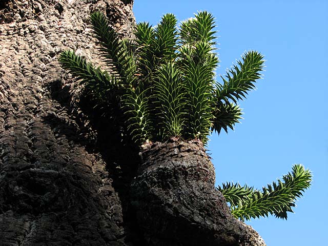 Tree Botanic Gardens