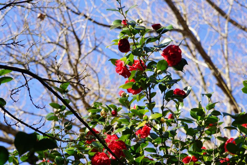 Red Camelia in Flower, Hagley&nbsp;Park