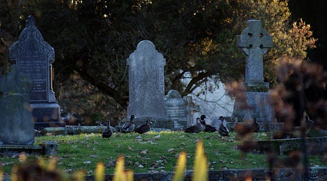 Ducks in the&nbsp;cemetery!