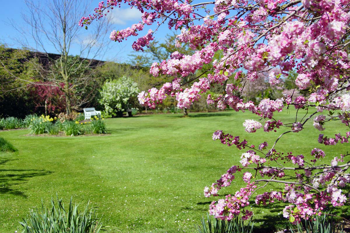 A vibrant garden scene featuring lush green grass and blossoming pink flowers on trees, with a clear blue sky in the background.