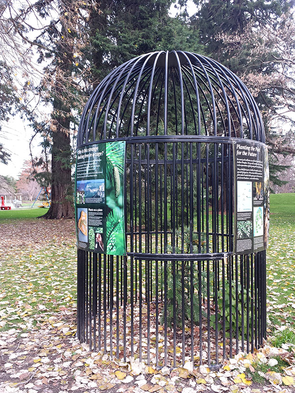 A locked cage protecting a Wollemi Pine in a Botanic Garden, surrounded by fallen leaves and trees.