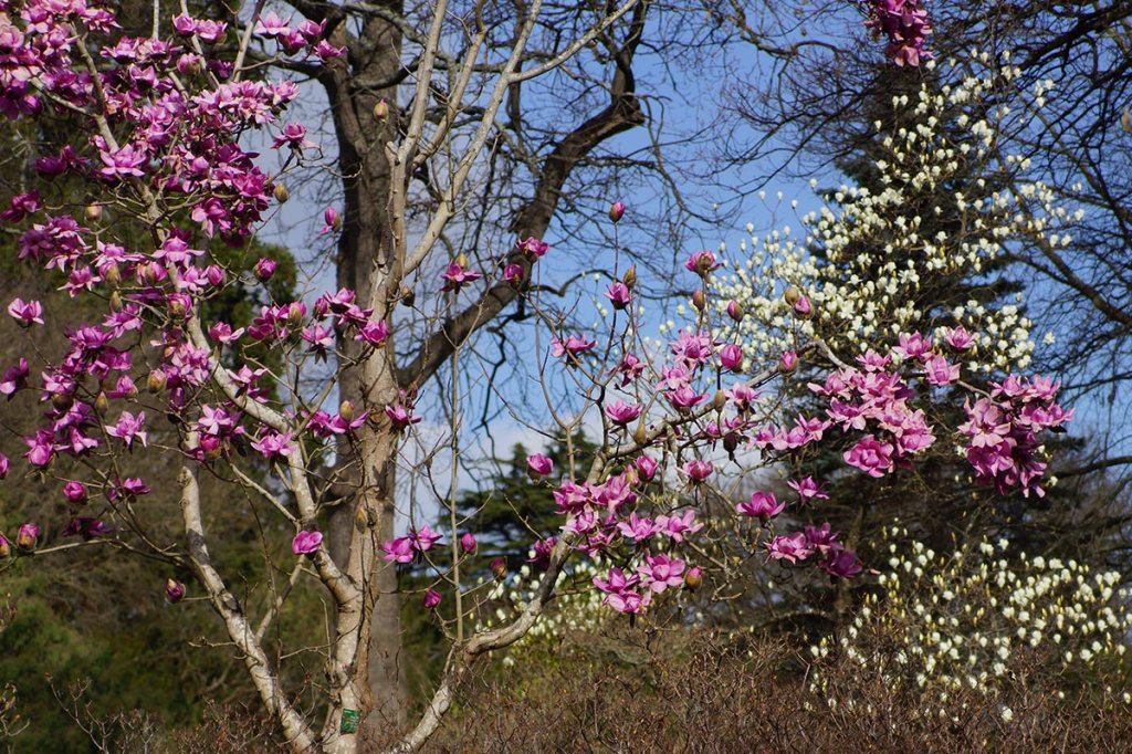 Magnolia Tree in the Botanic&nbsp;Gardens