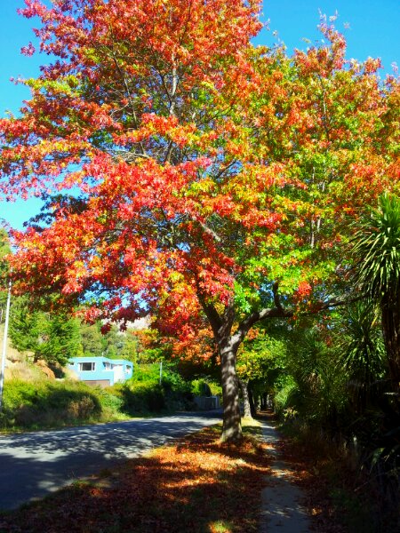 Autumnal tree on Bridle Path Road