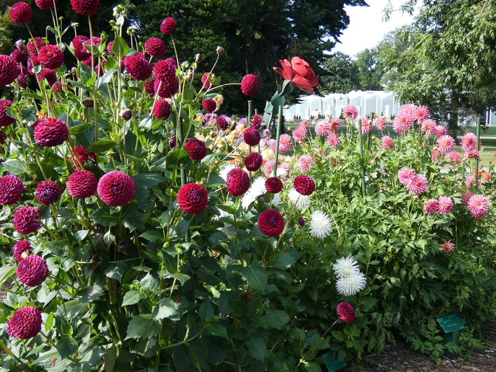 Dahlias in the Botanic&nbsp;Gardens