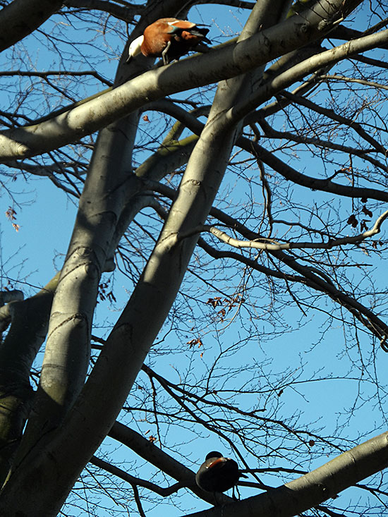 Two Paradise Ducks up a&nbsp;Tree