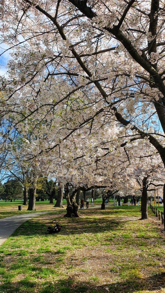 Blossom trees on Harper&nbsp;Avenue