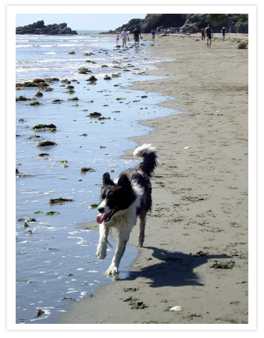 A Border Collie running happily along the shoreline of Sumner Beach, surrounded by a sandy beach and gentle waves.