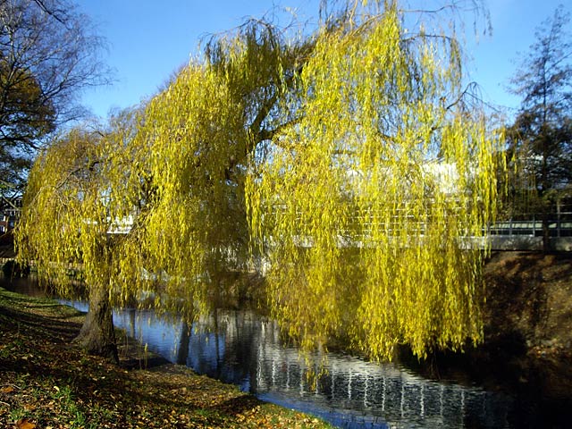 Willow Tree, Hagley&nbsp;Park