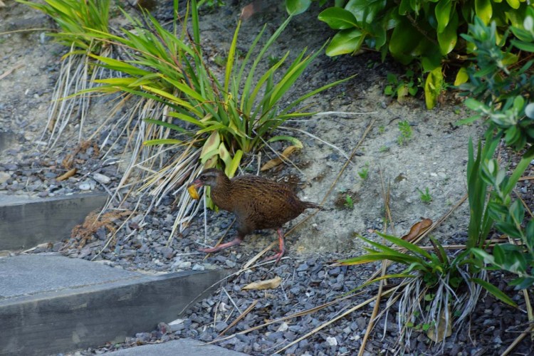 Cheeky - chip-stealing Weka