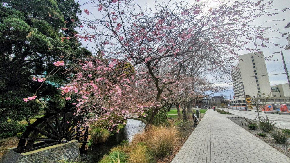 Blossom tree by the water&nbsp;wheel