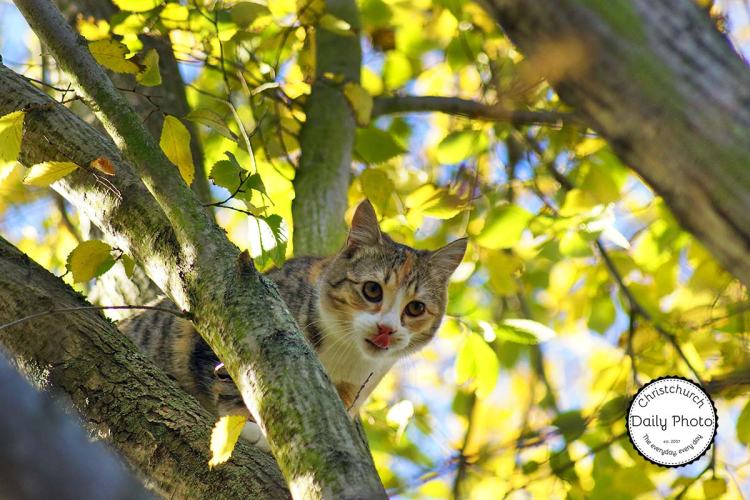 MuseumKittenBirds-042