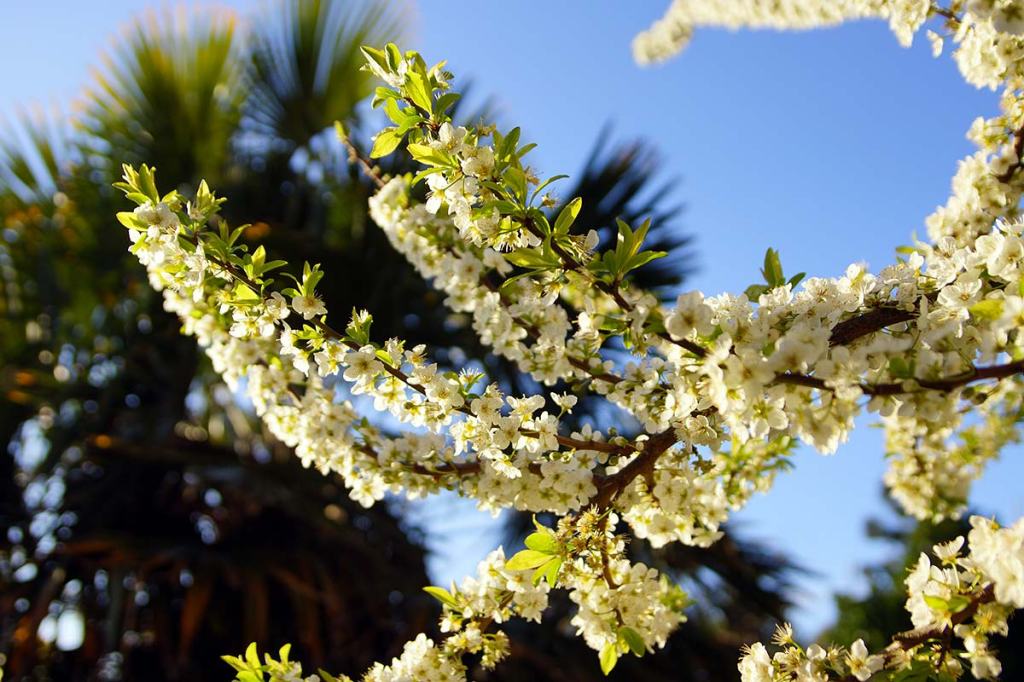 Plum Tree in&nbsp;Blossom