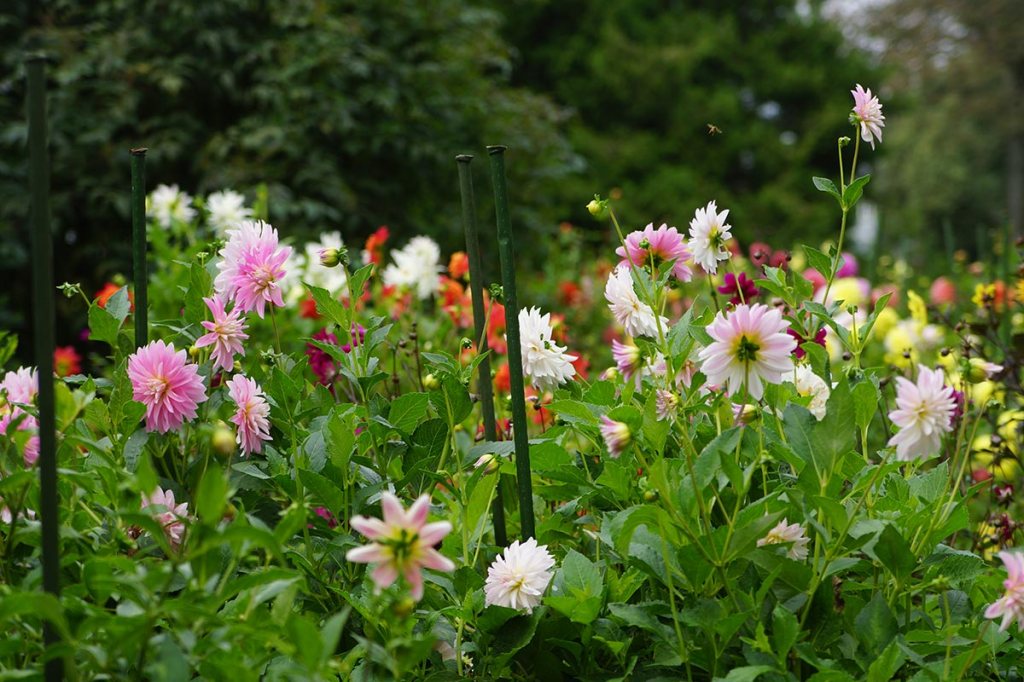 Dahlias in the Botanic&nbsp;Gardens